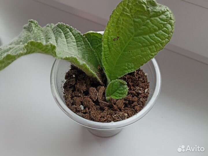 Стрептокарпус