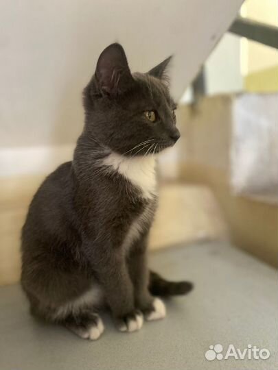 Котенок девочка в добрые руки