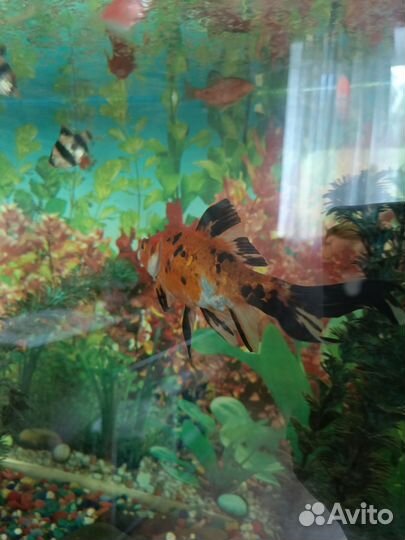 Аквариумные рыбки