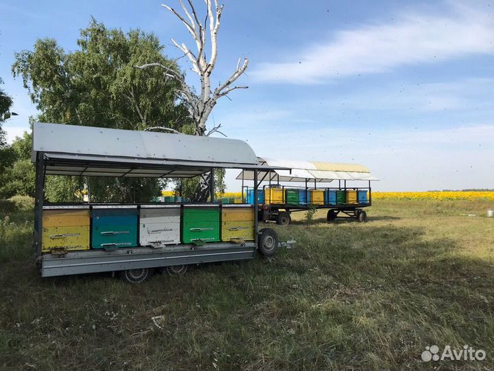 Мед цветочный натуральный