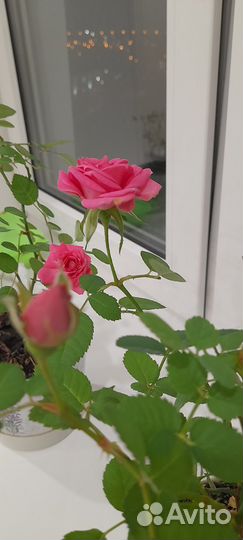 Роза комнатная
