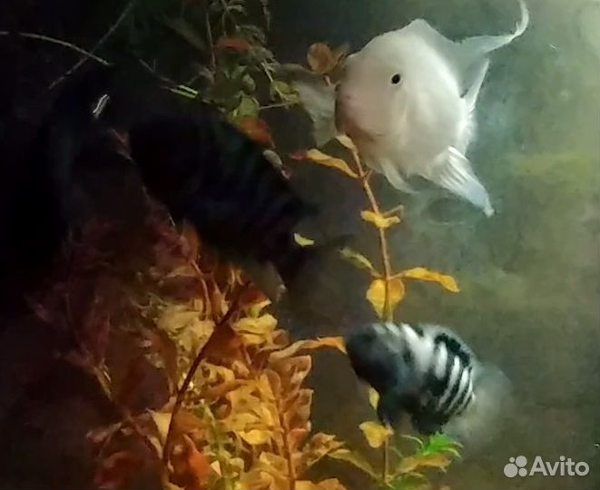 Цихлазома чернополосая цихлида в тельняшке