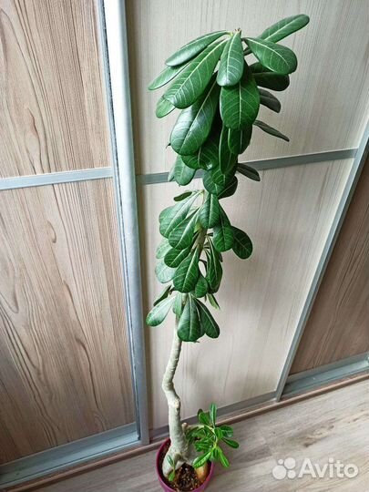 Большой адениум