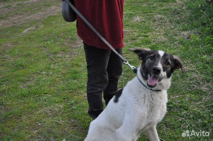 Отдам в добрые руки