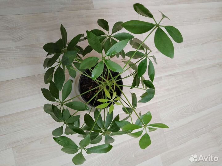 Шефлера гибискус