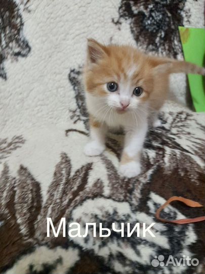 Котенок
