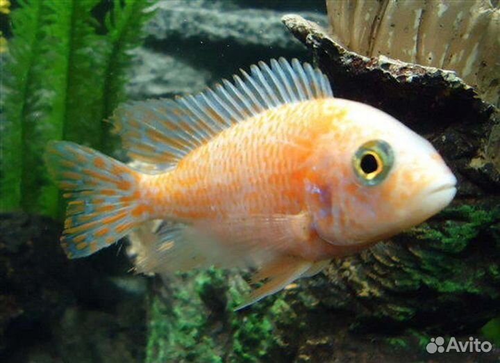 Цихлиды Алунокары