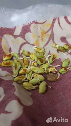 Саженцы фисташки морозостойкие