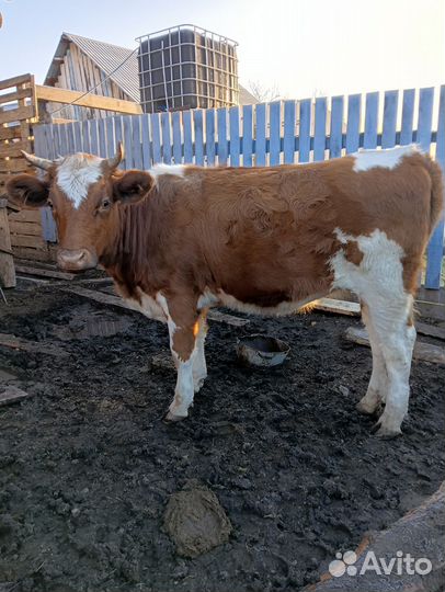 Корова дойная
