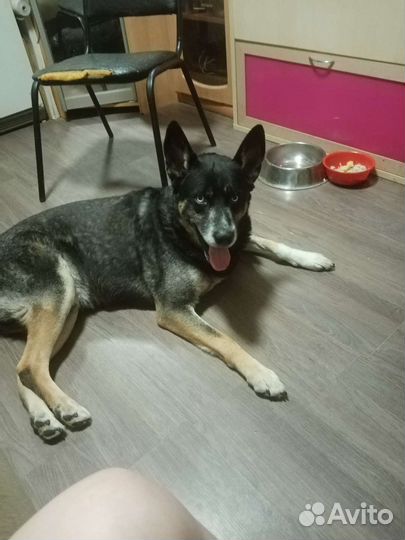 Собака в добрые руки