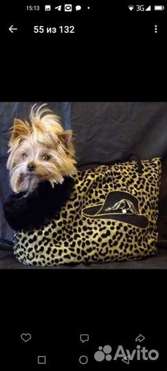 Одежда для собак мелких пород от Кутюр