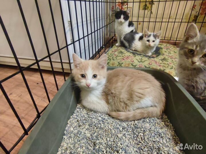 Котенок - мальчик ищет дом