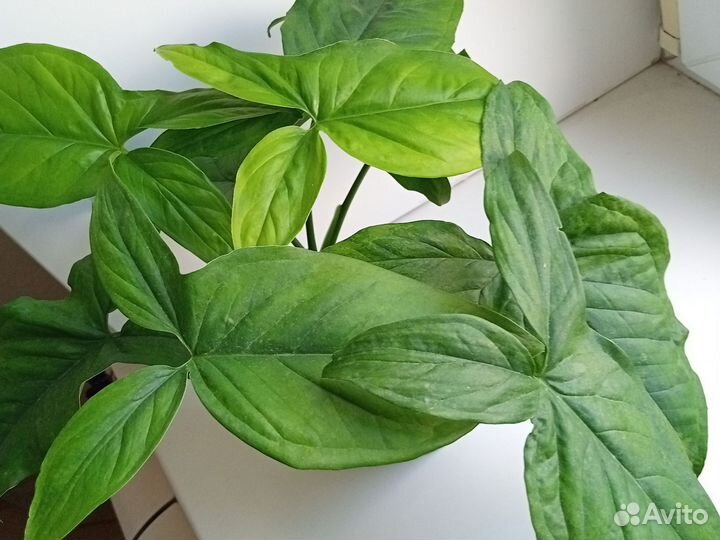 Сингониум моттлед