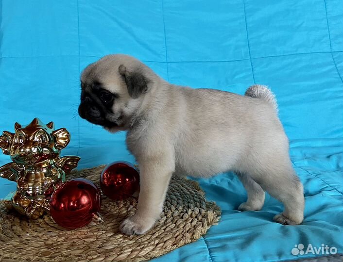 Щенки мопса