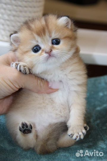 Шотландская золотая шиншилла