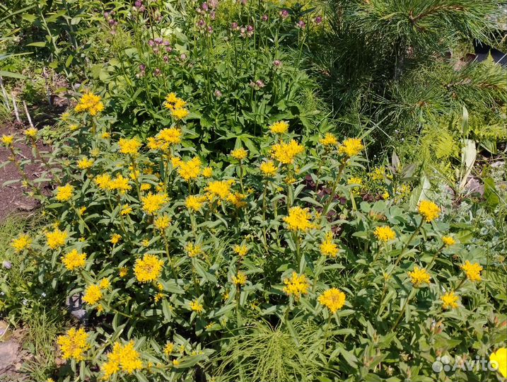 Тематические клумбы