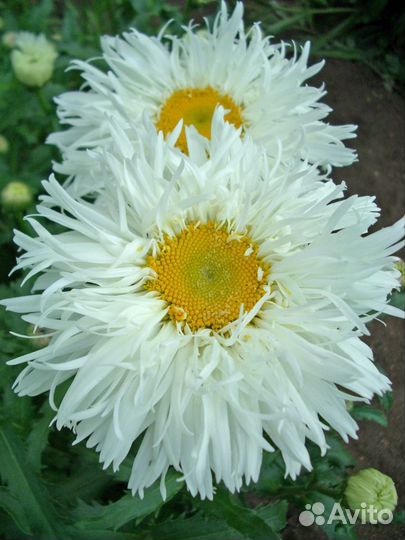 Садовые цветы, многолетники