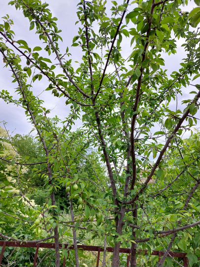 Дом 20 м² на участке 7,8 сот.