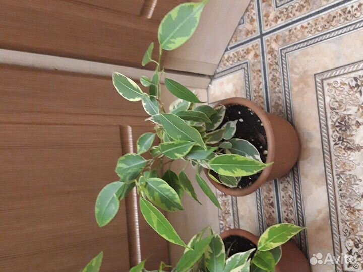 Фикус и замиокулькас