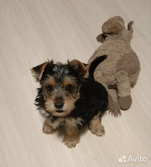 Йоркширский терьер девочка