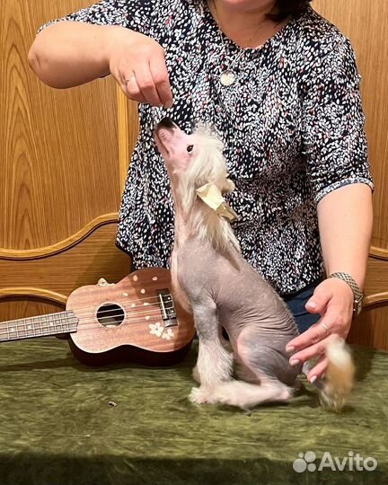 Китайская хохлатая голая. Мальчик