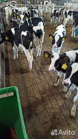 Телята мясной породы бычки