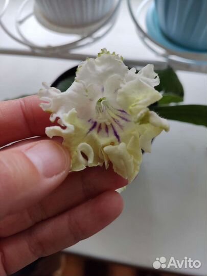 Стрептокарпус