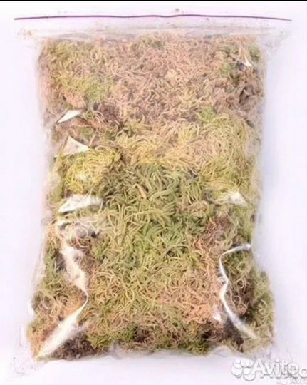 Мох сфагнум сухой и свежий
