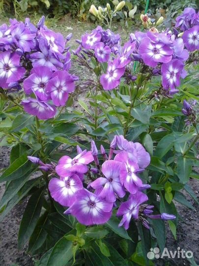 Флоксы многолетние сортовые