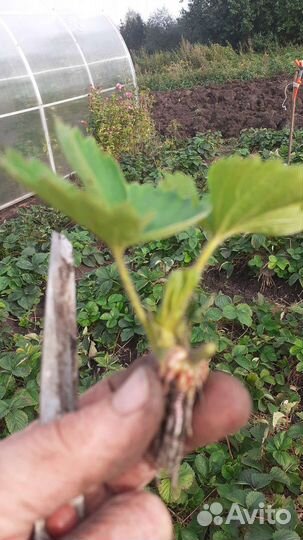 Усы клубники Хоней