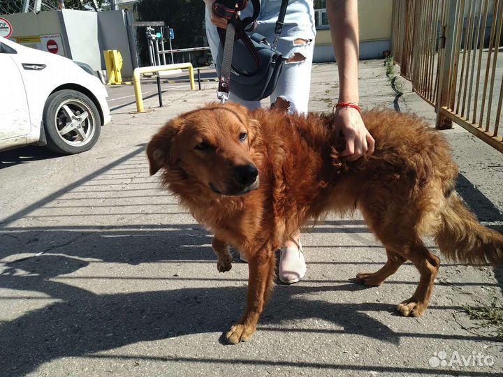 Собака в добрые руки