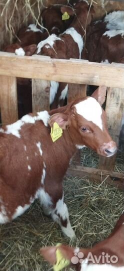 Телята с доставкой до двора за наш счёт