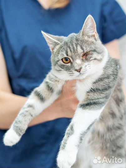 Котята, котики, кошечки инвалиды в добрые руки