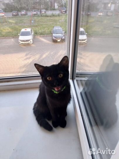 Отдадим котёнка в добрые руки