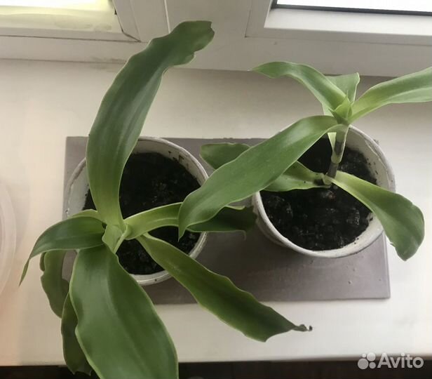 Золотой ус - листья