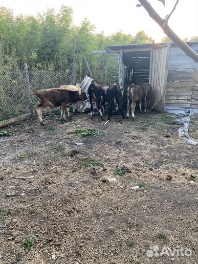 Быки и телки