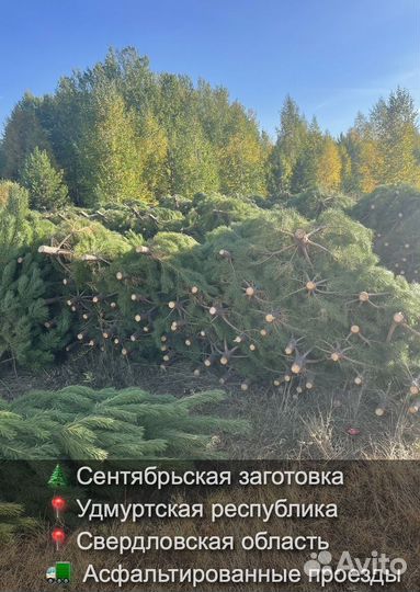 Елка сентябрьская рождественская оптом