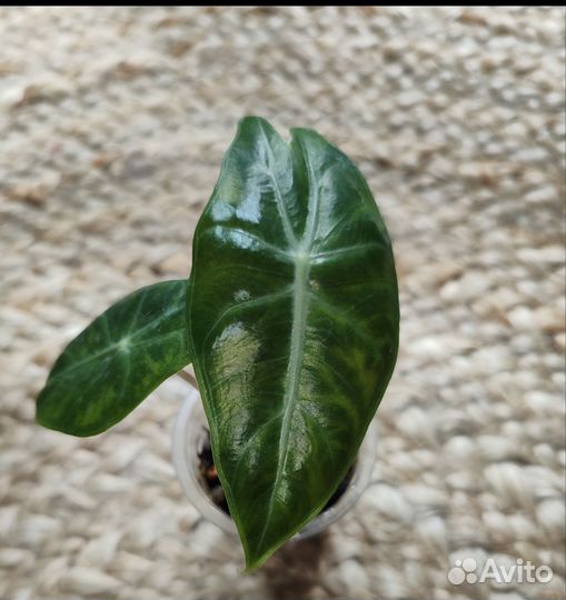 Алоказия пинк дракон