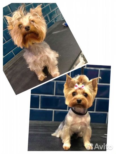 Груминг / Стрижка собак