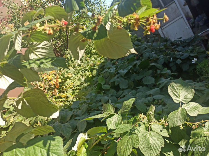 Саженцы ремонтантной малины