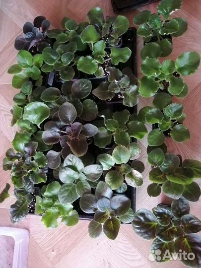 Набор деток фиалок