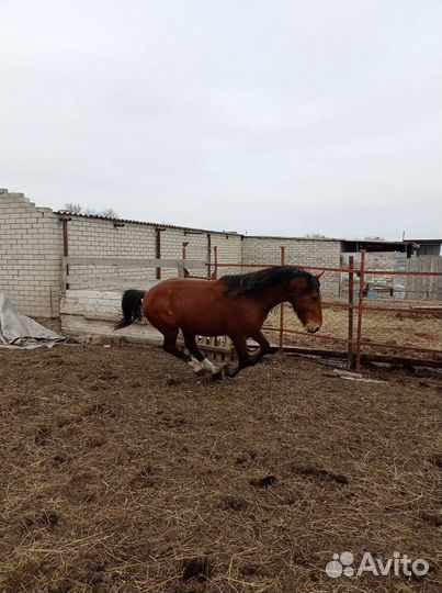 Жеребец полутяж