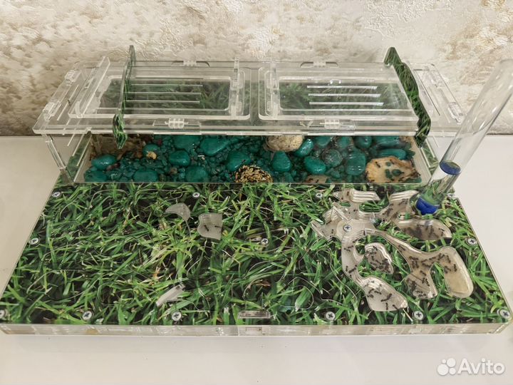 Муравьиная ферма с муравьями