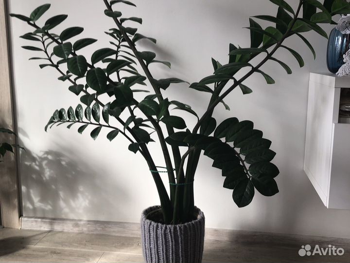 Замиокулькас, долларовое дерево