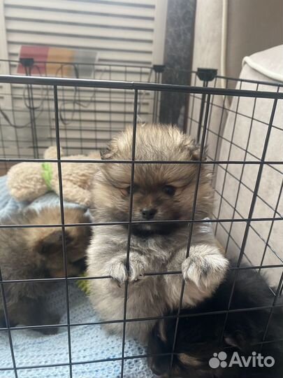 Шпиц померанский