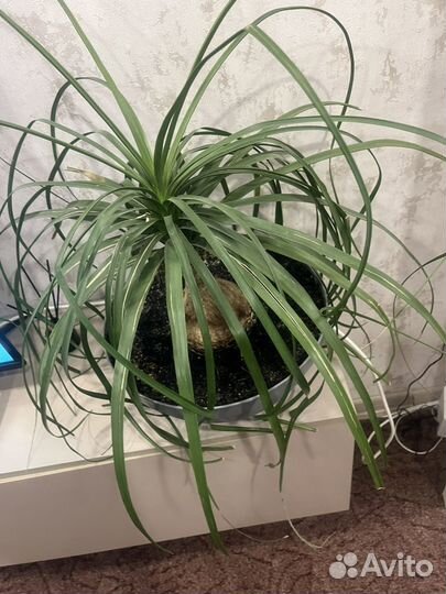 Бокарнея нолина