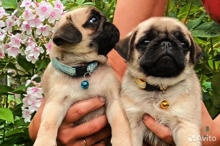 Щенки мопса, РКФ