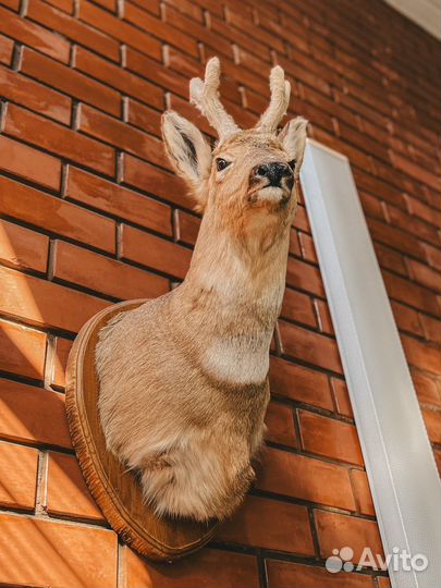 Чучела животных