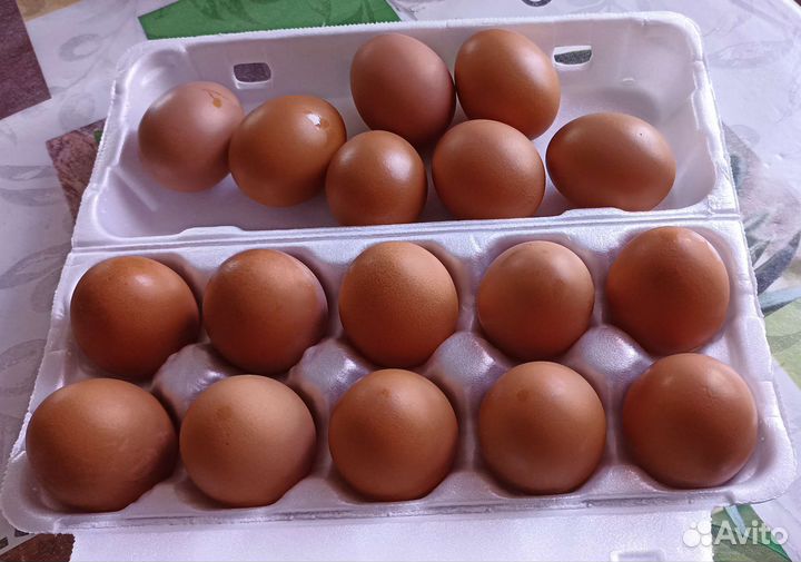 Домашние куриные яйца