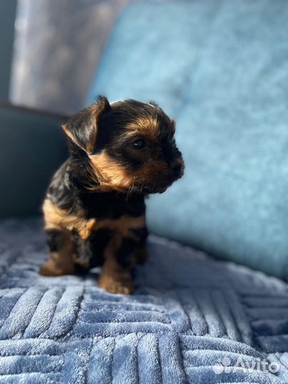 Йоркширский терьер